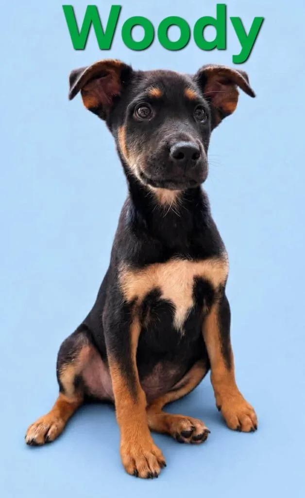 A baby small-sized male Mixed Breed dog named Woody for adoption in Rutherfordton, NC