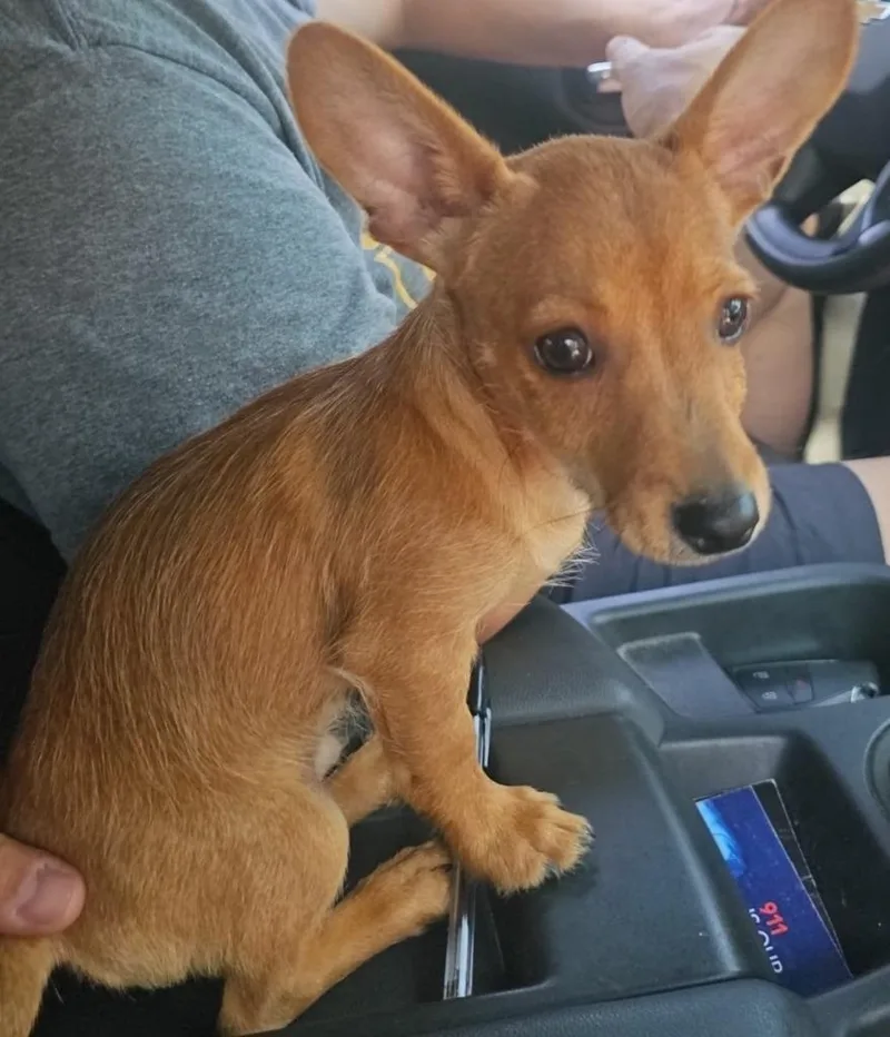 A baby medium-sized male Chihuahua dog named Radar for adoption in Sunrise Beach, MO
