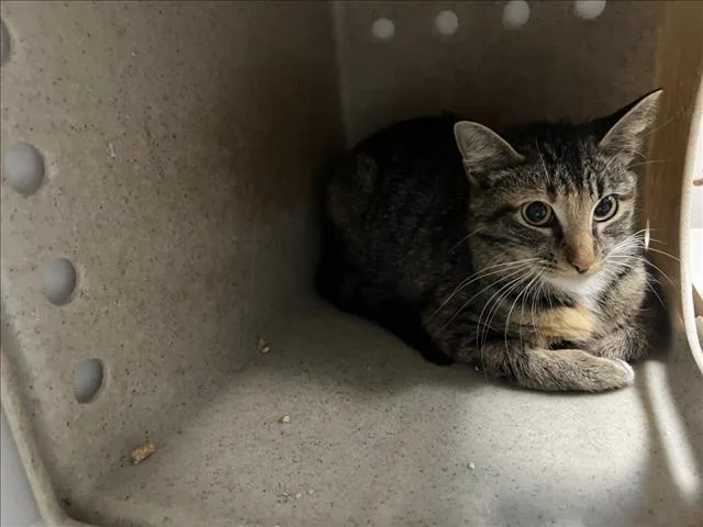 A young medium-sized female Domestic Short Hair cat named Petite for adoption in Tulsa, OK