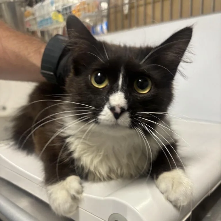 A young medium-sized female Black Domestic Long Hair cat named Jerry for adoption in New York, NY