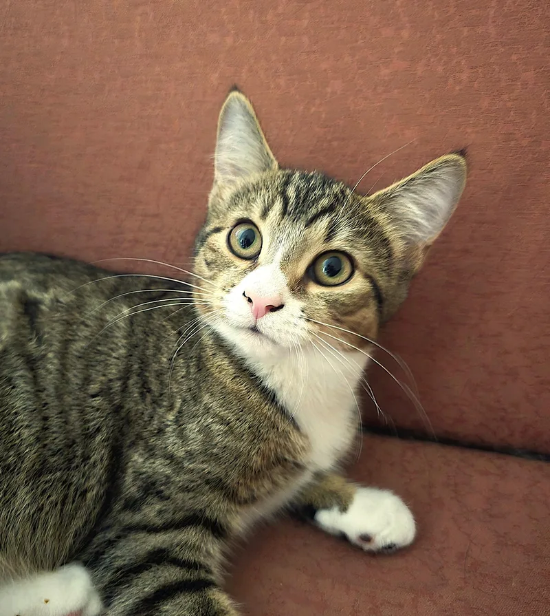 A baby medium-sized female Tabby (Brown / Chocolate) Domestic Short Hair cat named Alice for adoption in Wilmington, NC