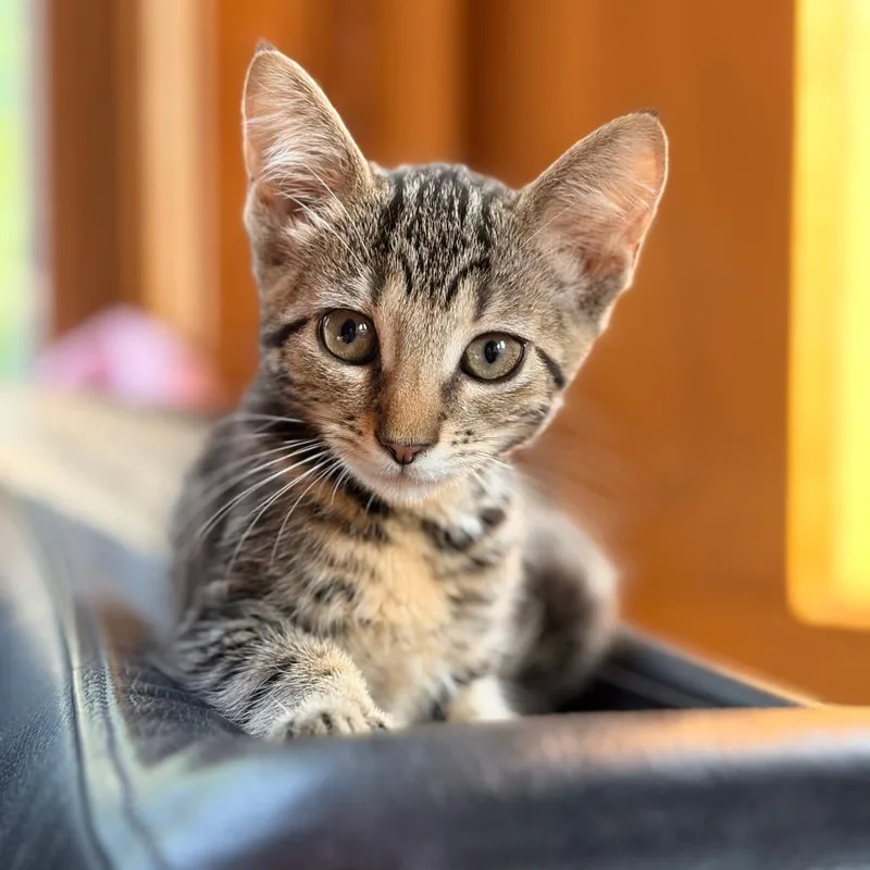 A baby small-sized female Gray / Blue / Silver Domestic Short Hair cat named Jane for adoption in Aldie, VA