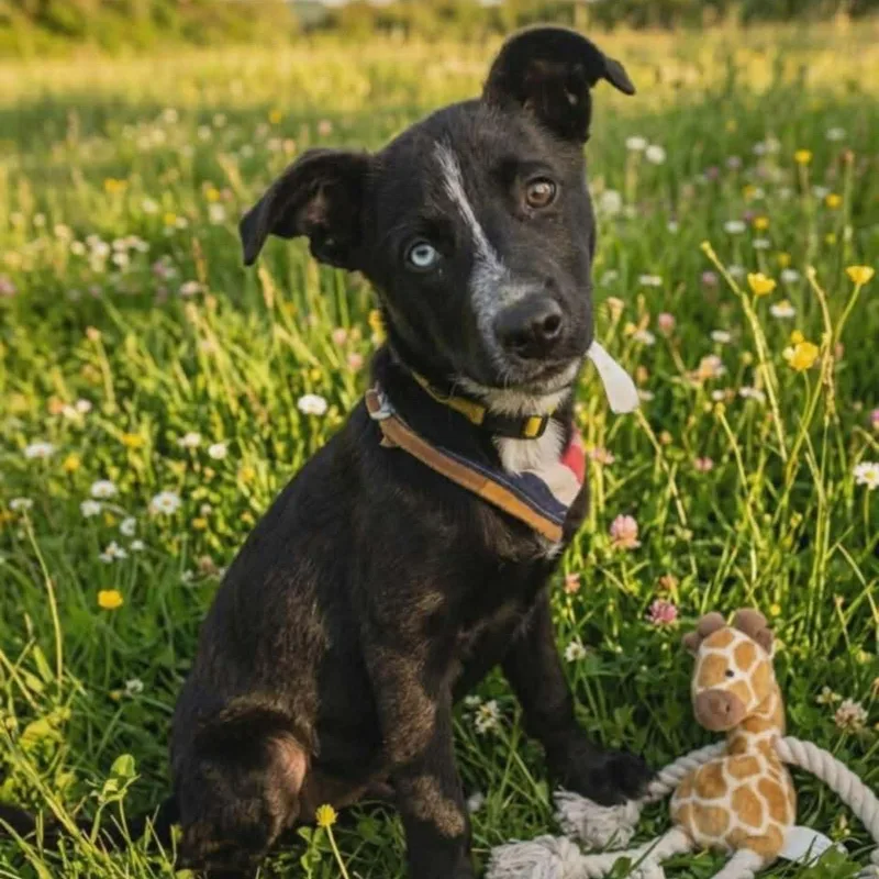 A young medium-sized male Black Mixed Breed dog named Blue for adoption in Bend, OR