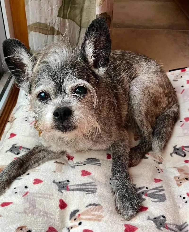 A senior small-sized male Terrier dog named Archie for adoption in Whitewater, WI