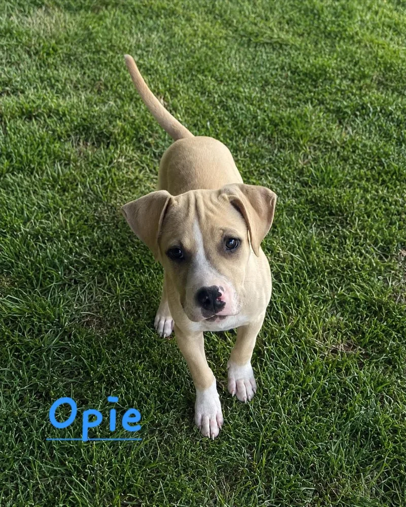 Opie Mayberry