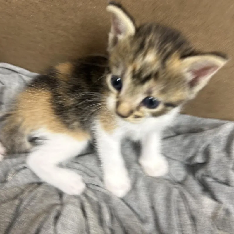 A baby small-sized female Black Domestic Short Hair cat named Dolly for adoption in Starkville, MS