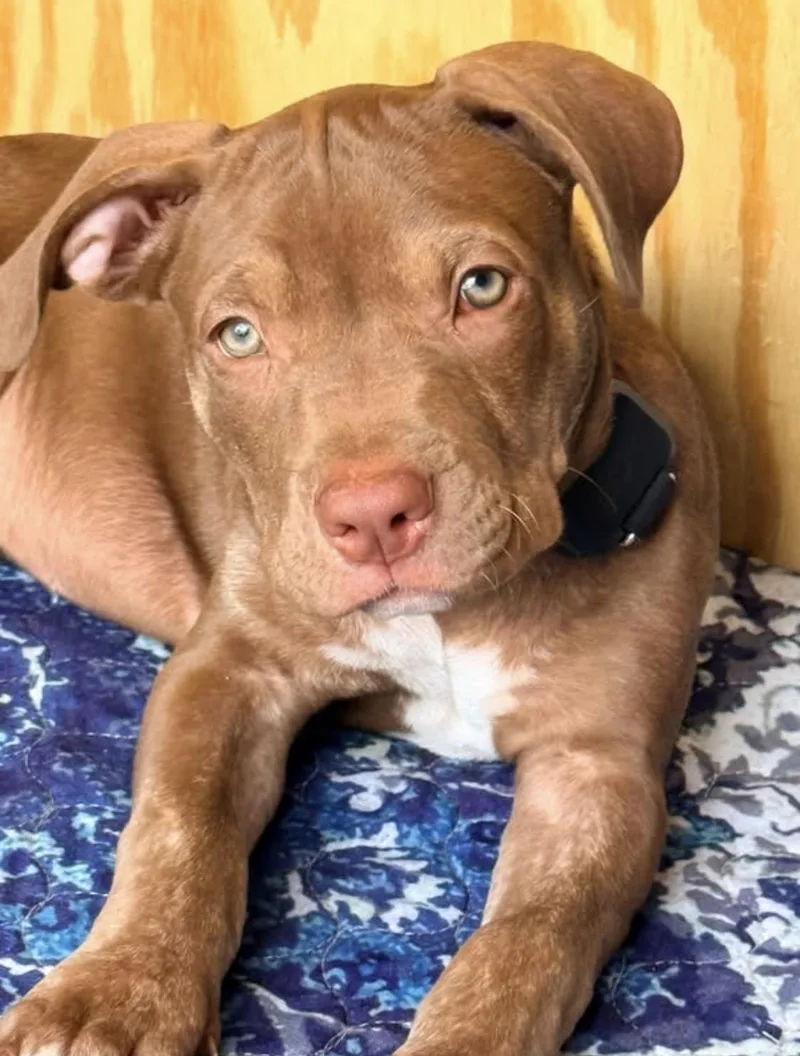 A baby large-sized male Pit Bull Terrier dog named Remington for adoption in Folkston, GA