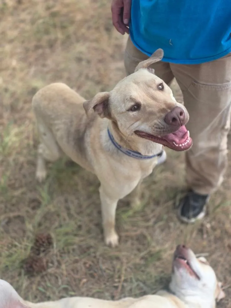 A young medium-sized male Yellow Labrador Retriever dog named Elwood for adoption in Thompson Falls, MT