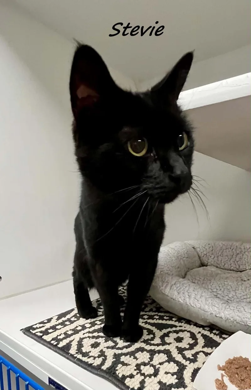 An adult medium-sized male Black Domestic Medium Hair cat named Stevie for adoption in Flint, MI