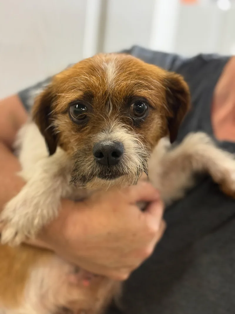 An adult small-sized female Shih Tzu dog named Skye for adoption in Blue Springs, MO