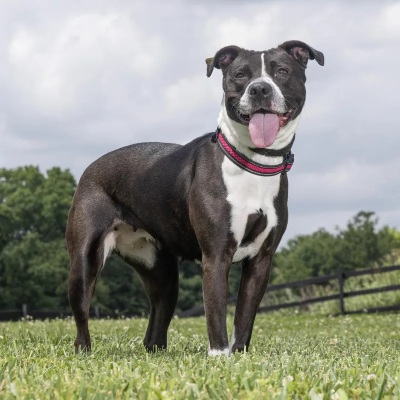 An adult medium-sized female Black Mixed Breed dog named Scarlett for adoption in Franklin, TN