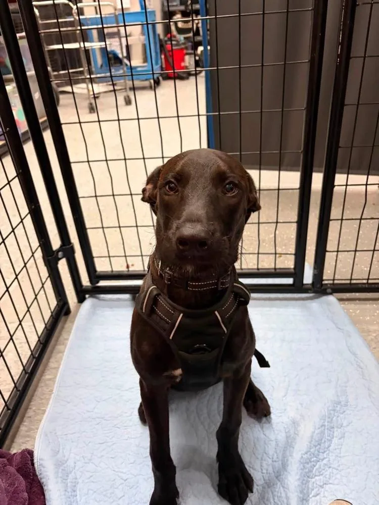 A baby medium-sized male Tricolor (Brown, Black, & White) Mixed Breed dog named Wallen for adoption in Clinton Township, MI