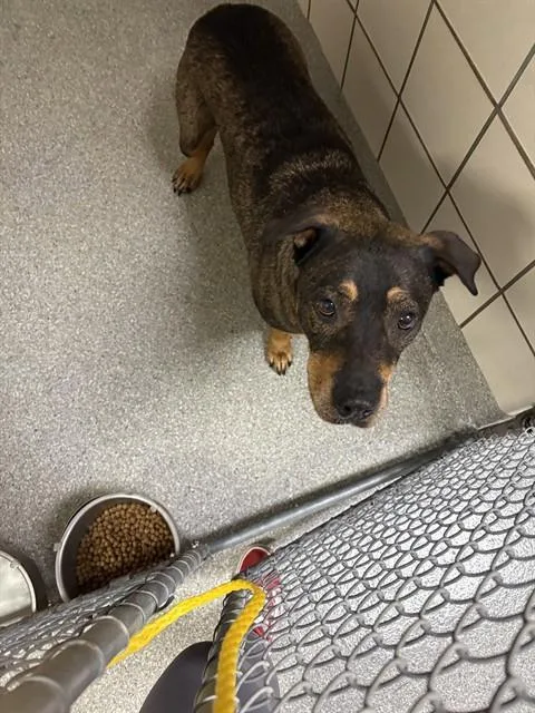 A senior large-sized male American Staffordshire Terrier dog named Taco for adoption in Pasadena, TX