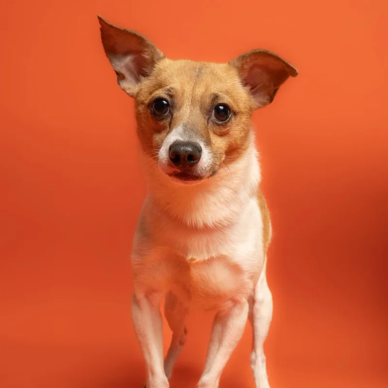 An adult small-sized male Chihuahua dog named Max for adoption in Richardson, TX