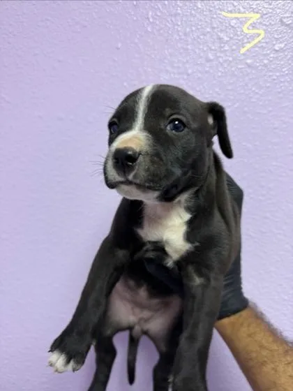 Pupper