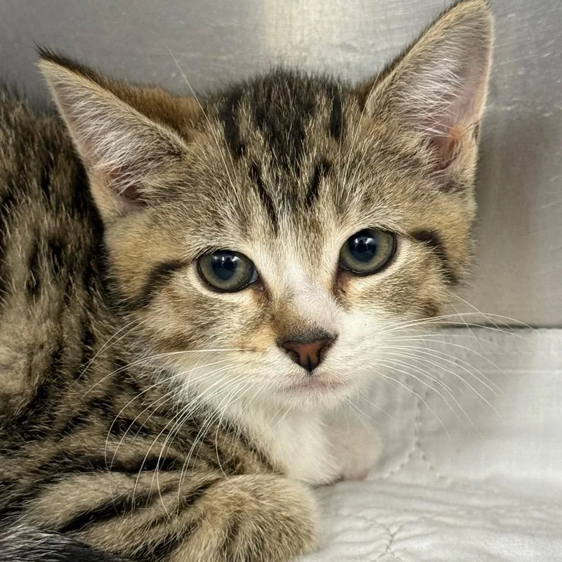 A baby small-sized female Brown / Chocolate Domestic Short Hair cat named "May" for adoption in Perkiomenville, PA