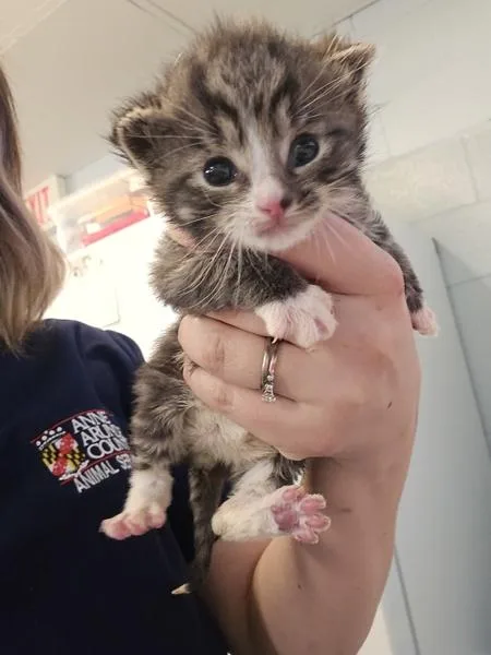 A baby small-sized male Domestic Short Hair cat named Wayne Szalinski for adoption in Millersville, MD