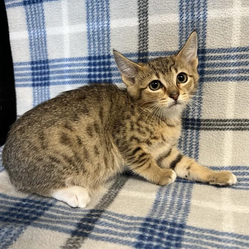 A baby small-sized male Brown / Chocolate Domestic Short Hair cat named Garnet for adoption in Redwood City, CA