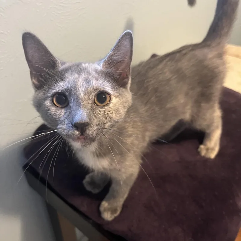 A baby small-sized female Tortoiseshell Domestic Short Hair cat named Daisy Mae for adoption in Gibsonia, PA