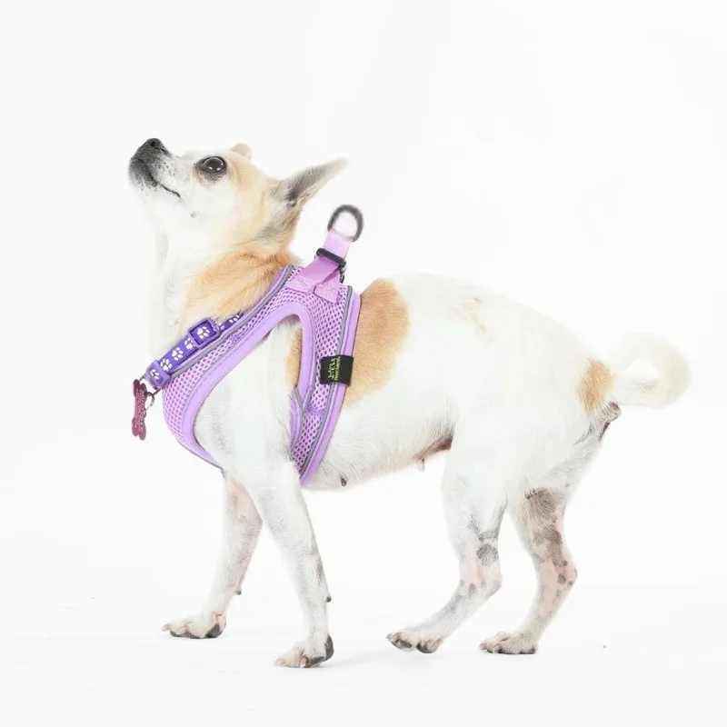 A senior small-sized female White / Cream Chihuahua dog named Fuji for adoption in San Francisco, CA