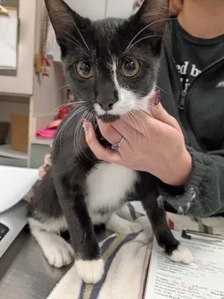 A young small-sized male Domestic Short Hair cat named Applesauce for adoption in Palm Coast, FL