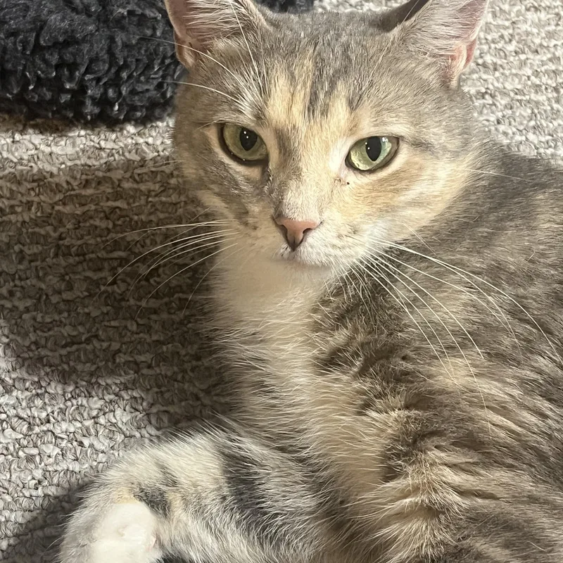 An adult medium-sized female Dilute Tortoiseshell cat named Portia for adoption in Avondale, PA