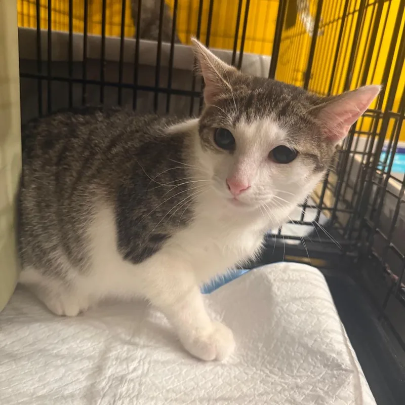 A young medium-sized male Brown / Chocolate Domestic Short Hair cat named Collins for adoption in Howard beach, NY