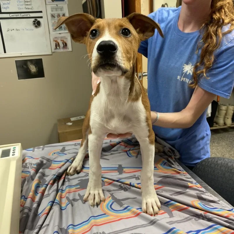 A baby medium-sized male Mixed Breed dog named Root Beer for adoption in Norfolk, NE