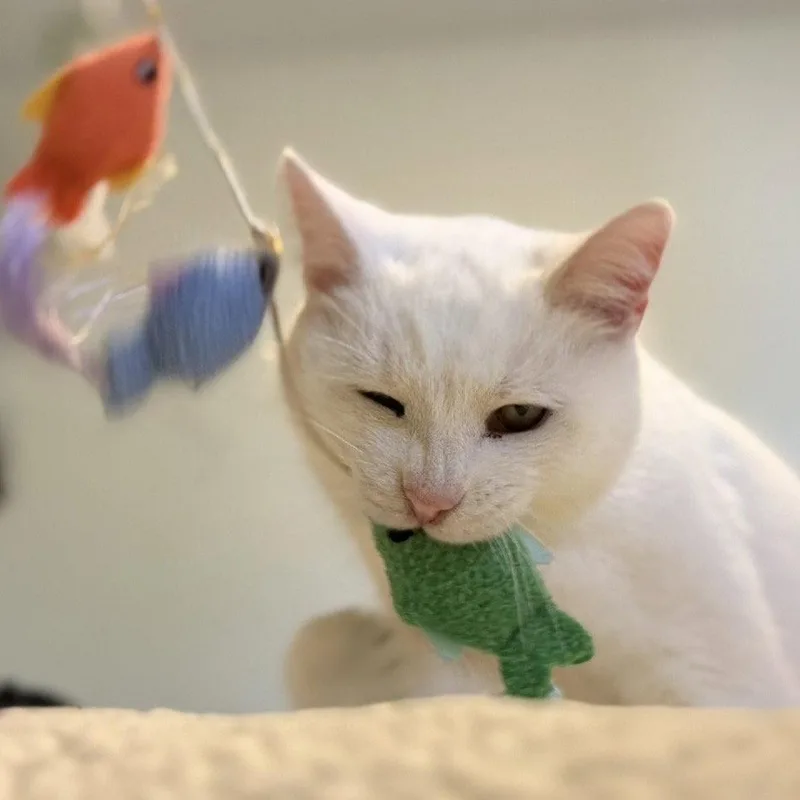 A senior medium-sized female White Domestic Short Hair cat named Angel for adoption in Dublin, OH