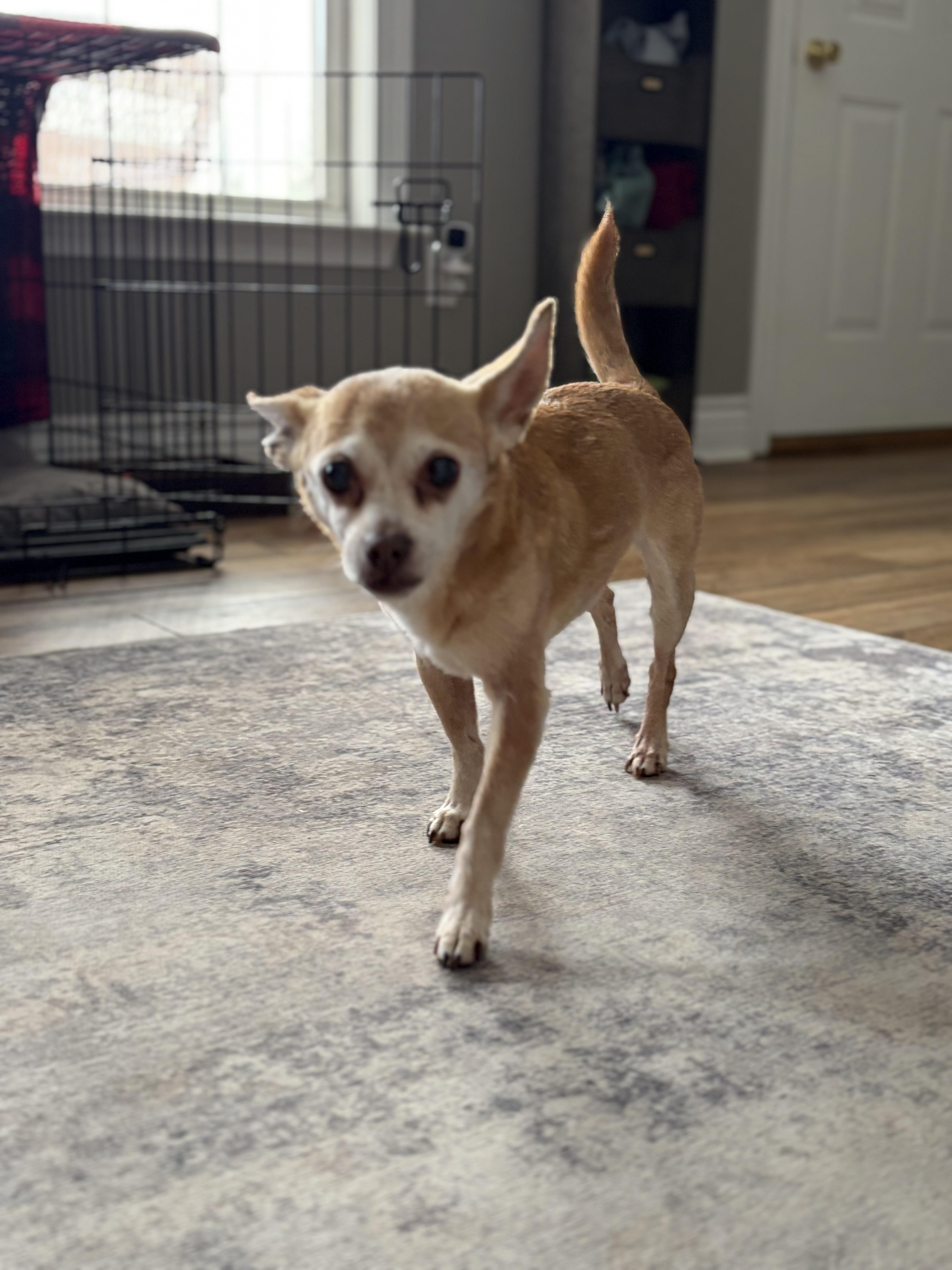 A senior small-sized male Yellow / Tan / Blond / Fawn Chihuahua dog named Copper for adoption in Elkton, MD