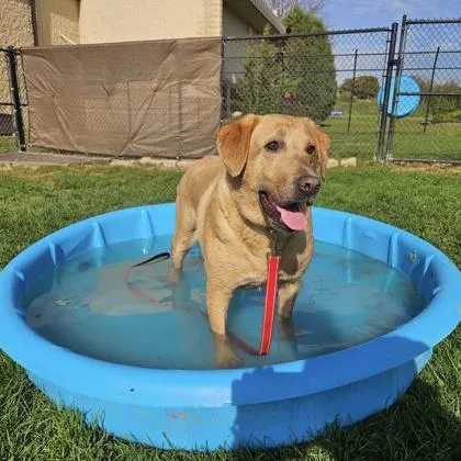 An adult extra large-sized male Apricot / Beige Mixed Breed dog named Gus for adoption in Dubuque, IA