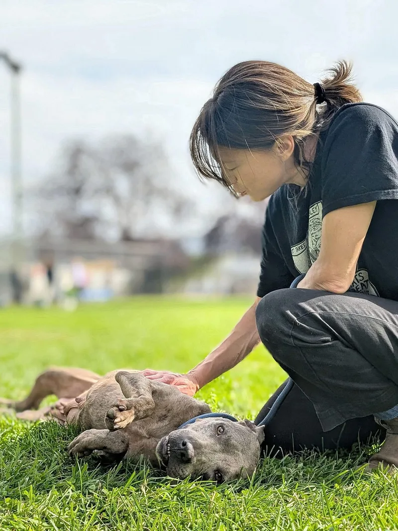 An adult medium-sized female Merle (Red) Pit Bull Terrier dog named Gingham for adoption in Chicago, IL