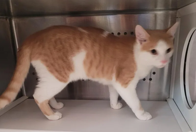 A baby medium-sized male Domestic Short Hair cat named Brewski for adoption in Grand Rapids, MN