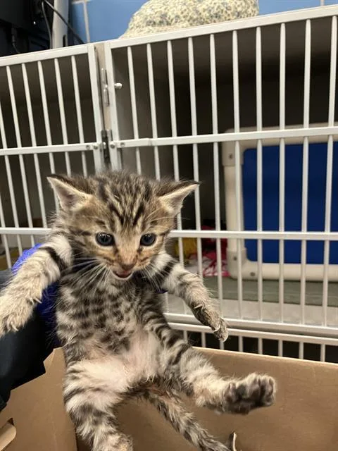 A baby small-sized female Domestic Short Hair cat named Starfire for adoption in Dallas, TX