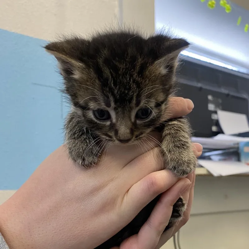 A baby small-sized male Gray / Blue / Silver Domestic Short Hair cat named Bam Bam Fka Hippo for adoption in Philadelphia, PA