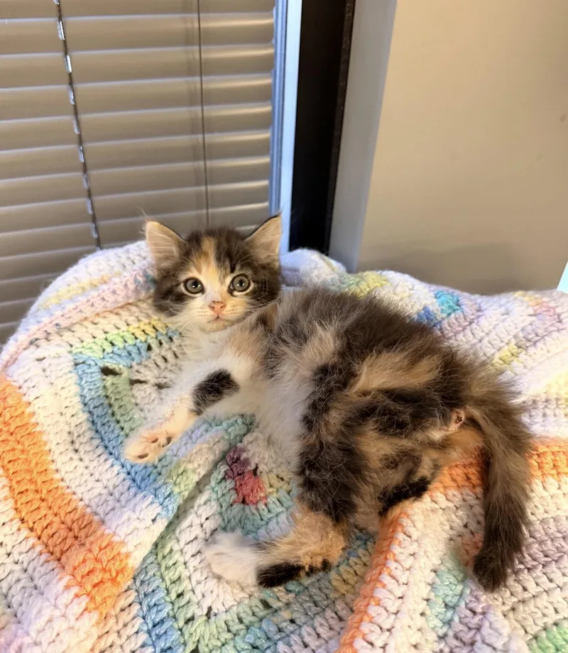 Piper