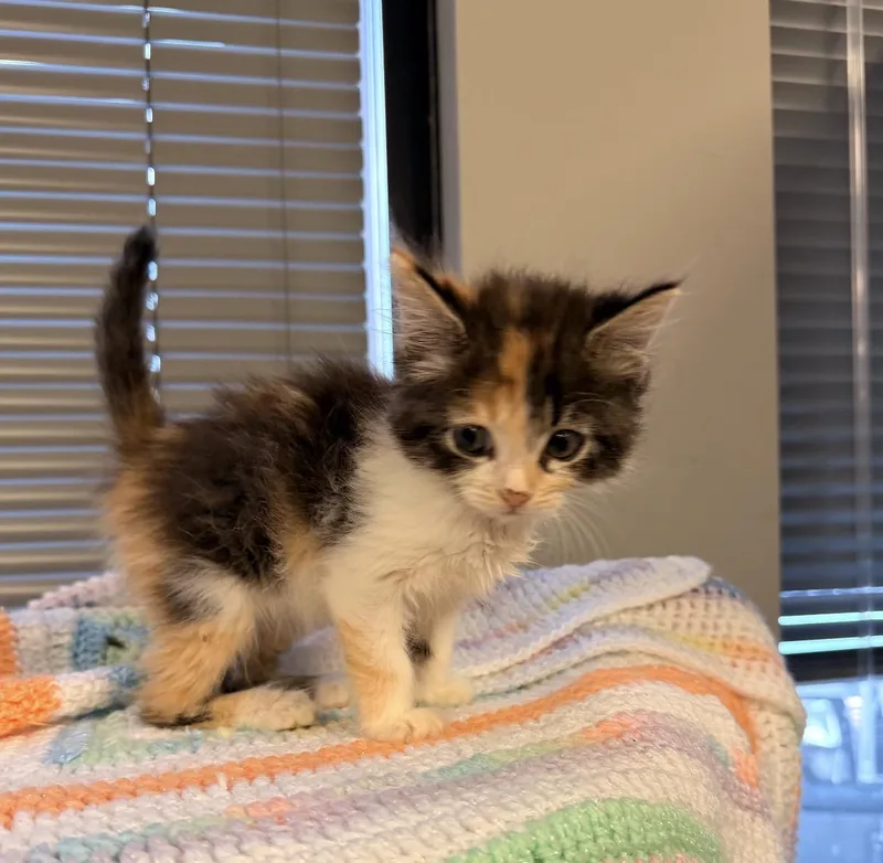 Piper thumbnail 2