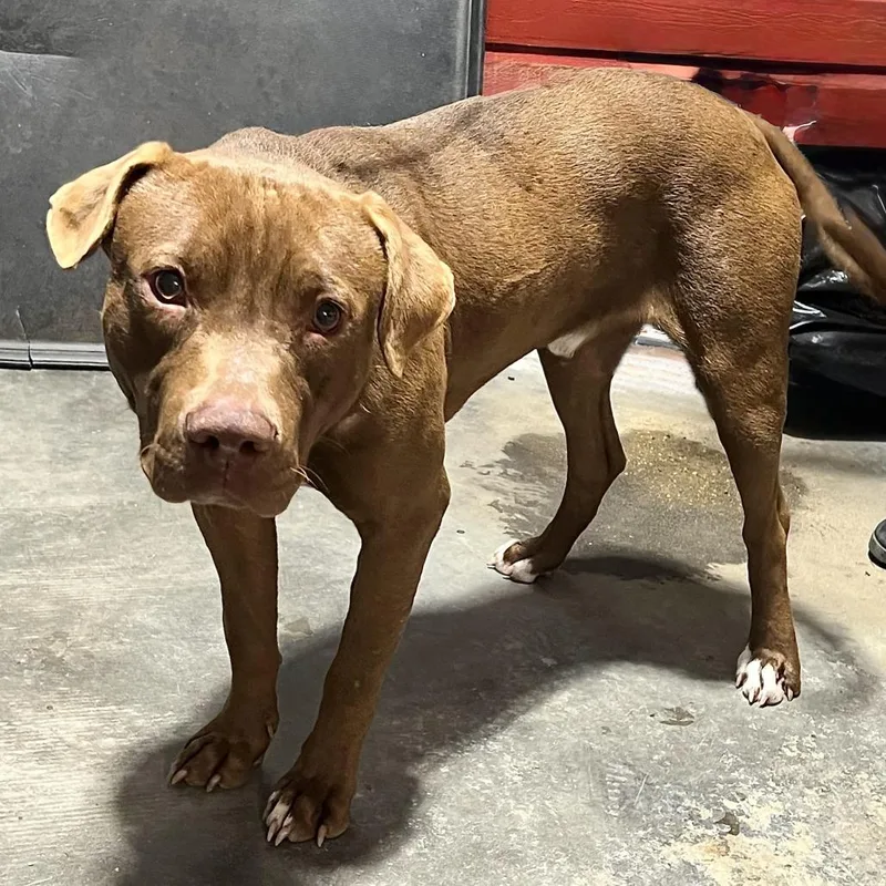 A young medium-sized male Brown / Chocolate American Staffordshire Terrier dog named Scooby for adoption in Natchez, MS