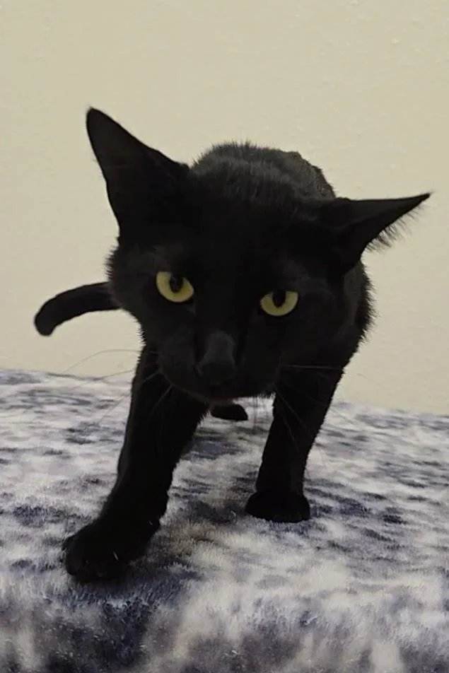 Morpheus thumbnail 2