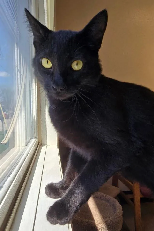 An adult medium-sized male Black Domestic Short Hair cat named Morpheus for adoption in Red Wing, MN