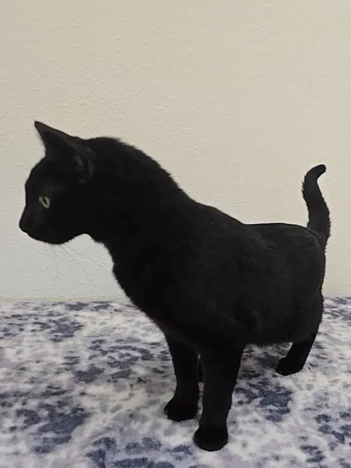 Morpheus thumbnail 4