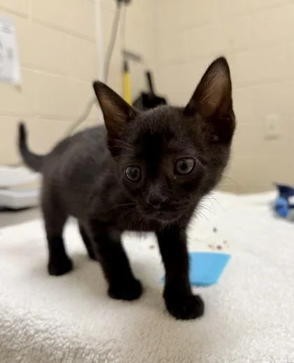 A baby small-sized female Domestic Short Hair cat named Mary for adoption in Westland, MI