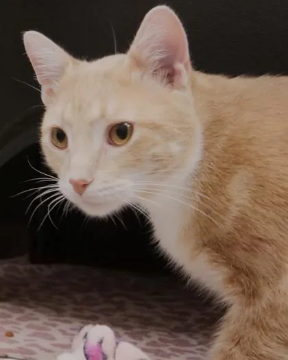 A young medium-sized male Domestic Short Hair cat named Pickles for adoption in Fishers, IN