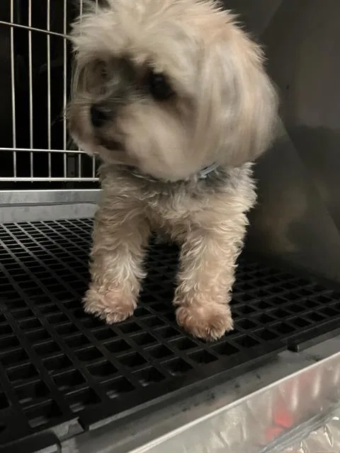 An adult small-sized female Shih Tzu dog named Sweetie for adoption in Dallas, TX