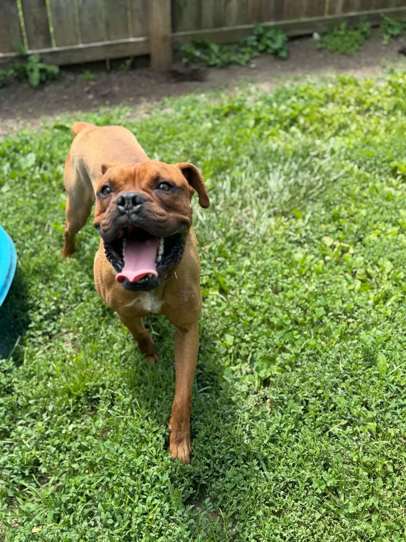 An adult large-sized male Red / Chestnut / Orange Boxer dog named Satch for adoption in Martinsville, IN