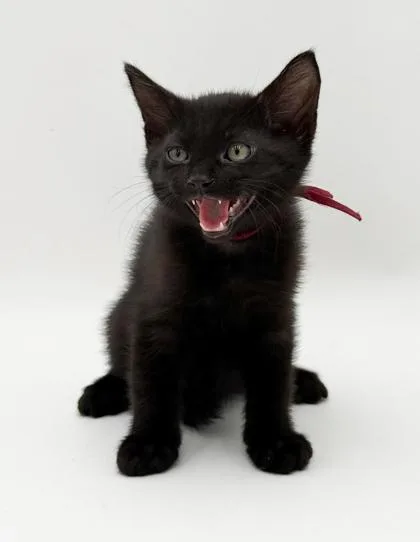 A baby small-sized male Domestic Short Hair cat named Milo for adoption in Bridgewater, NJ