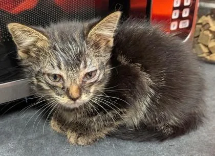 A baby small-sized female Domestic Medium Hair cat named Periwinkle for adoption in Missoula, MT
