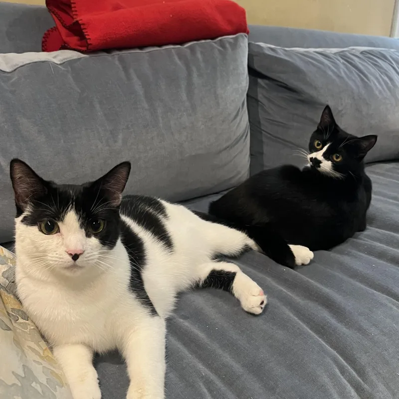 A young small-sized female Black & White / Tuxedo Domestic Short Hair cat named Penguin & Miranda for adoption in Alexandria, VA