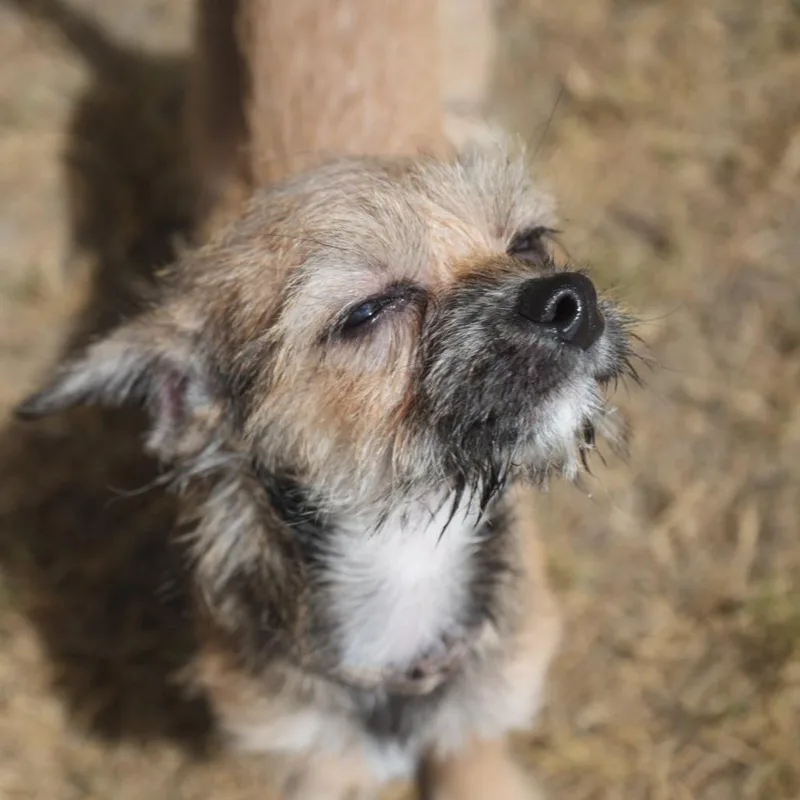 A baby small-sized male Yellow / Tan / Blond / Fawn Chihuahua dog named Sweet Baby James for adoption in Coachella, CA