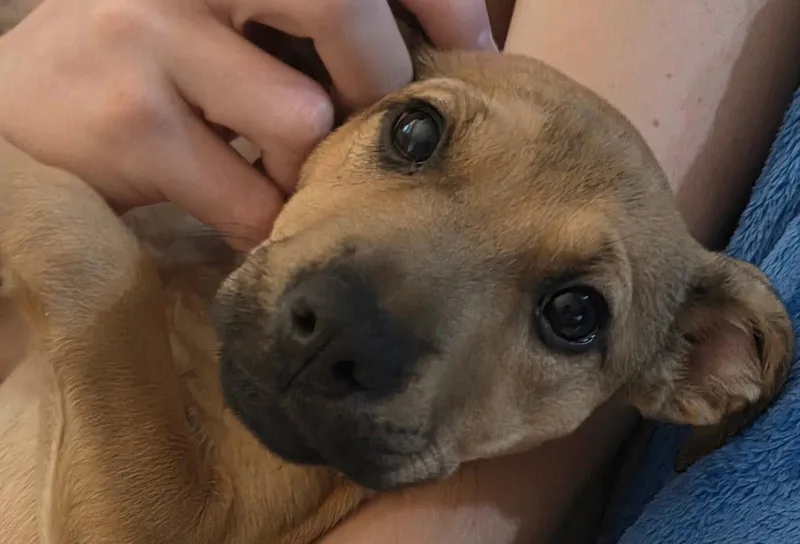A baby medium-sized female Terrier dog named Leesa for adoption in Royal Palm Beach, FL